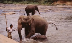 4s7tng-sri-lanka.jpg