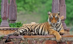Ranthambore-National-Park.jpg