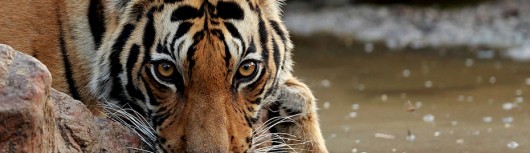 kanha-wildlife.jpg