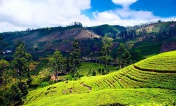 nuvara-eliya-1.jpg