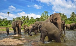 sri_lanka_1_0.jpg